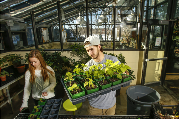 A student holding a bunch of plants, trying to setup the green house.