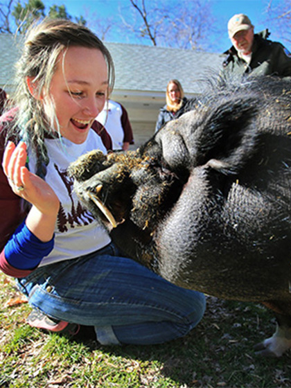 A female CMU student on an alternative break interacts with a pig.