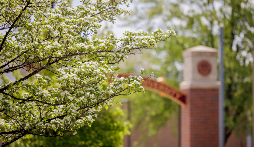 A tree with small white flowers with the CMU arch in the background.