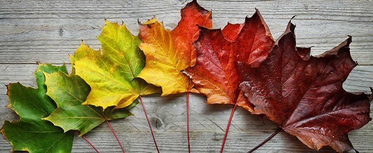 Photo of maple leaves transforming from green to brown on a gray wood background