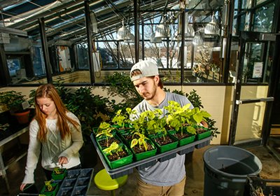 Two students work on setting up the herbarium plants.