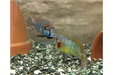 A blue fish and a yellow fish swimming in a tank.