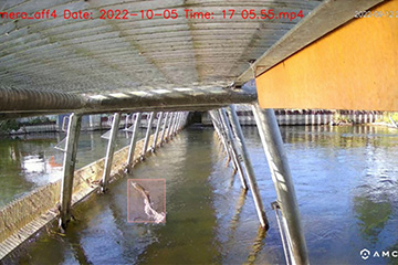 Live camera shot capturing a fish jumping out of the water at a fish pass.
