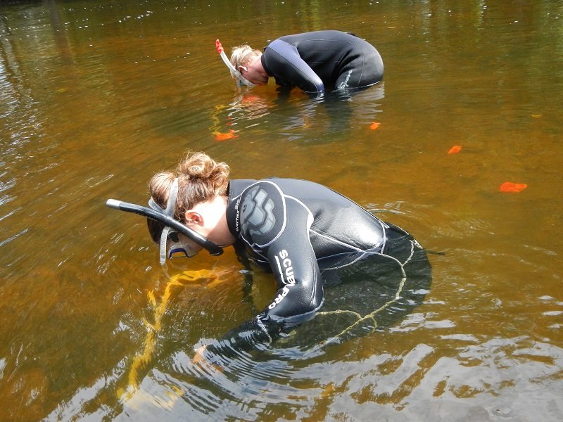 Two people in snorkeling gear searching through the water of a river.