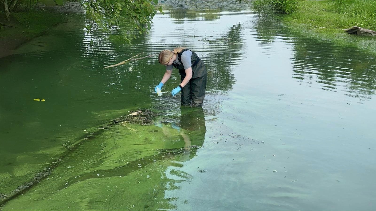 A woman in a body of water getting test samples.