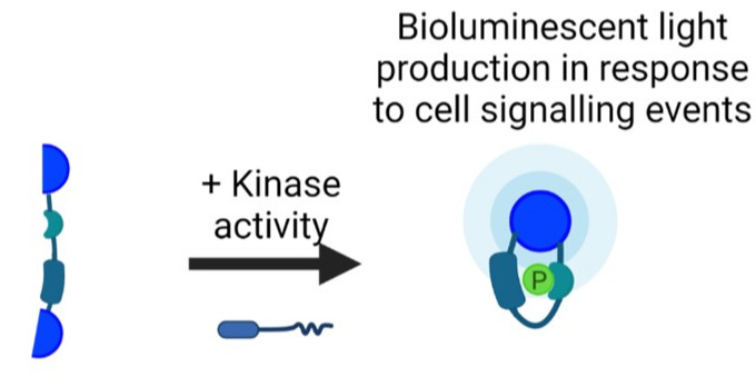 A schematic of our bioluminescent kinase sensor responding to kinase activity with light emission.