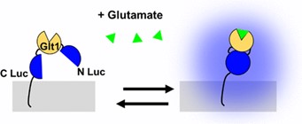 A schematic of our bioluminescent glutamate sensor responding to glutamate with light emission.