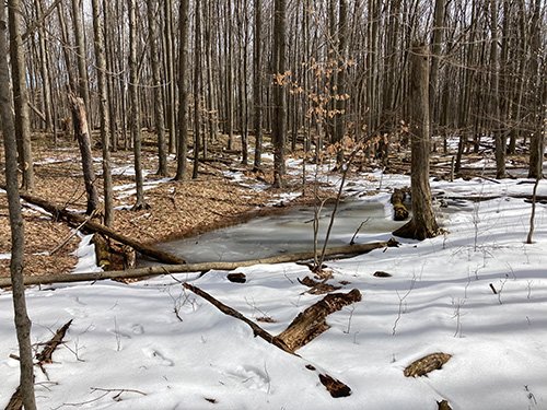 Ther vernal pond in early spring in Neithercut Woodland.