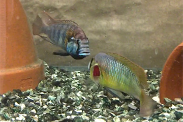 Two male Cichlid fish fighting.