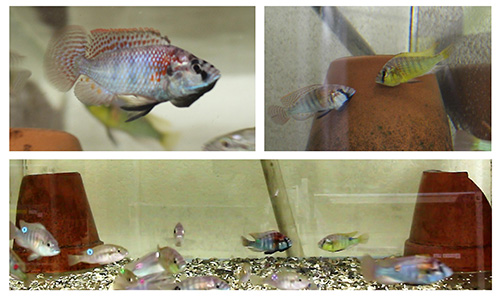 A collage of fish in different tanks.