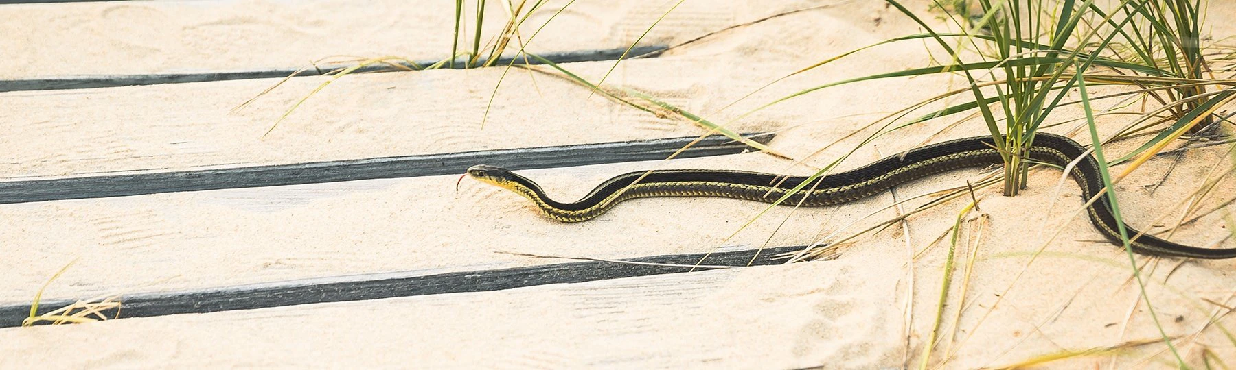 a snake on the sand