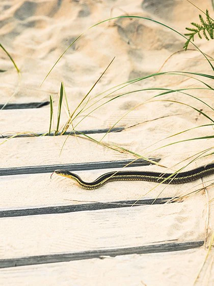 a snake on a wooden surface