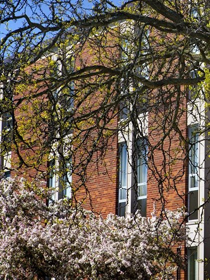 a tree with white flowers in front of a brick building