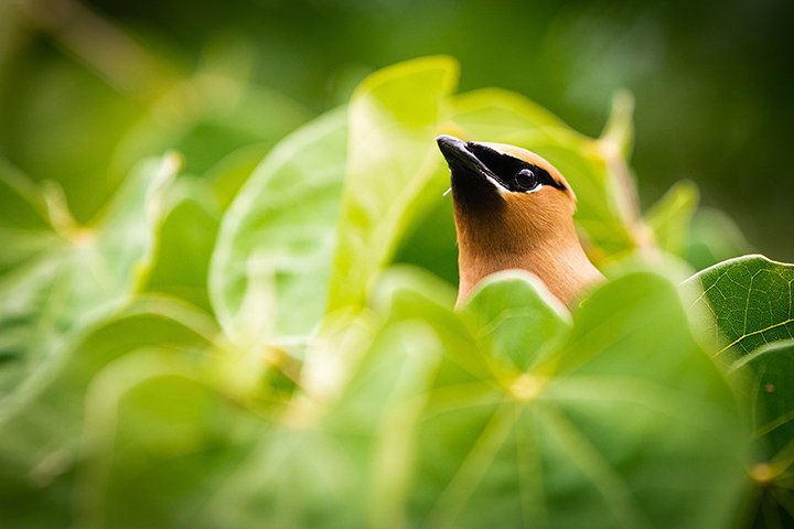 A small bird photographed on the campus of Central Michigan University.