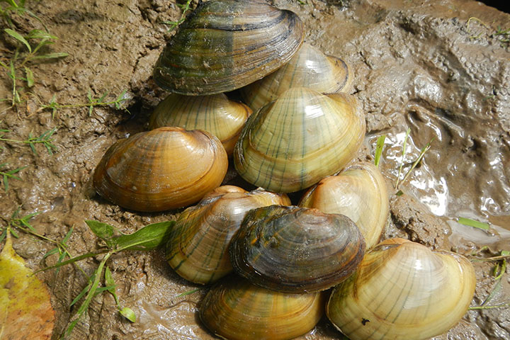 Freshwater mussels house a diverse mussel-associated leech assemblage