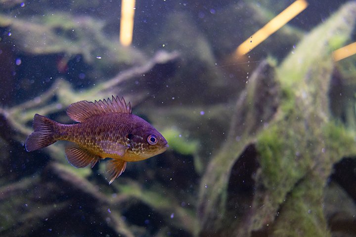 A small fish with purple coloring floats inside an aquarium.
