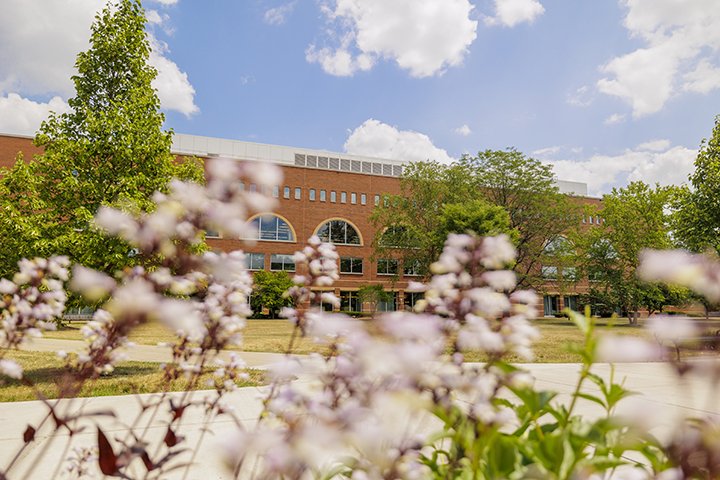 Small, white flowers bloom and are blurred in the foreground with the focus of the photo on Charles V. Park Library, a large, brick building, in the background.