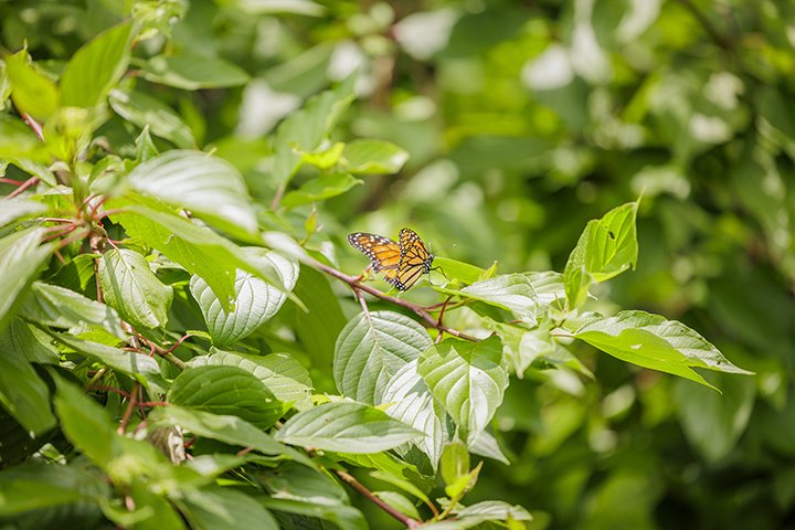 A monarch butterfly rests on the green leaves of a large plant in the Fabiano Botanical Gardens at Central Michigan University.