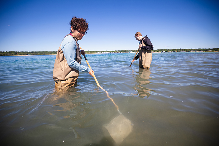 Two students wear waders in the water using nets for research.