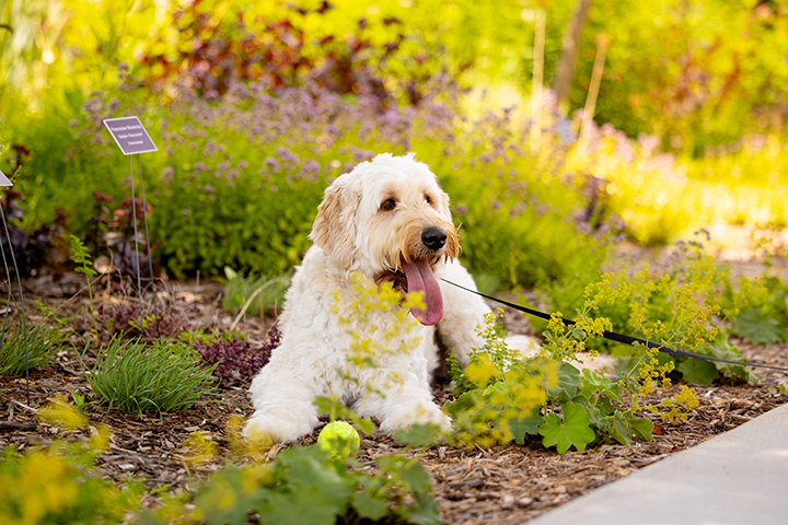 A dog sits near a flowerbed as a tennis ball rests near its front paws.