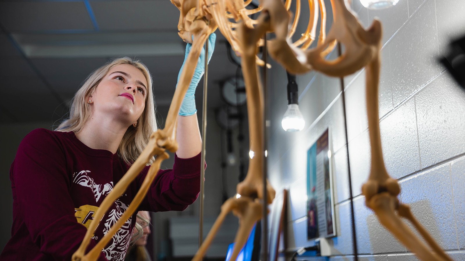 A blonde haired female wearing a maroon shirt and blue gloves examines an animal skeleton.