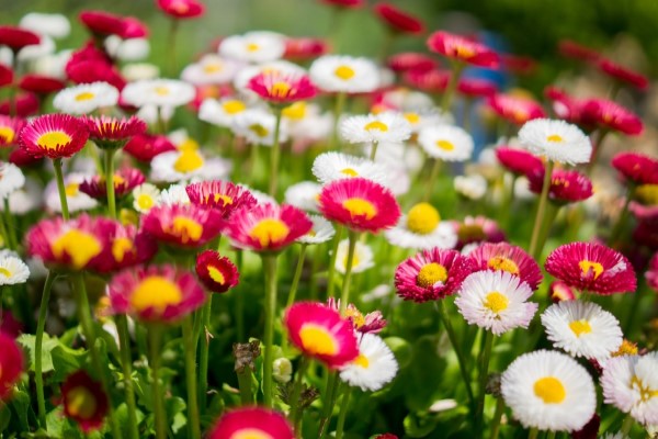 A close-up picture of maroon and white flowers that have gold centers.