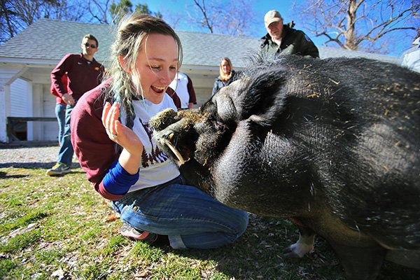 Student volunteer playing with a giant black pig
